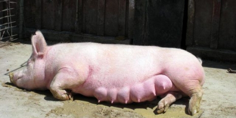 Kako odrediti: steona svinja ili ne